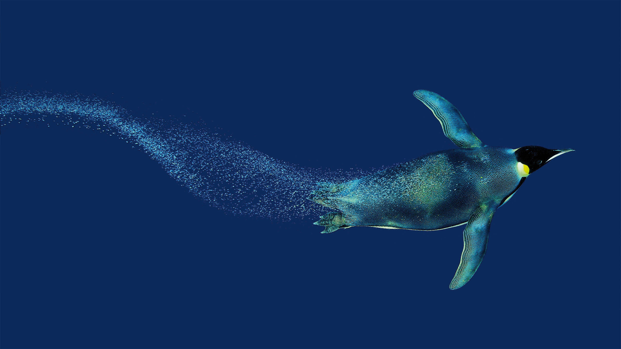 A penguin swimming under water